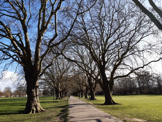 Cambridge City Council’s i-Tree Eco study will value the city’s urban forest